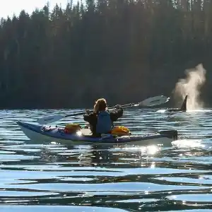 Kayaker next to killer whale