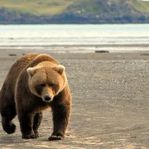 bear on beach