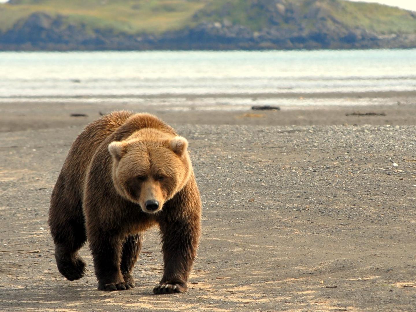 bear on beach