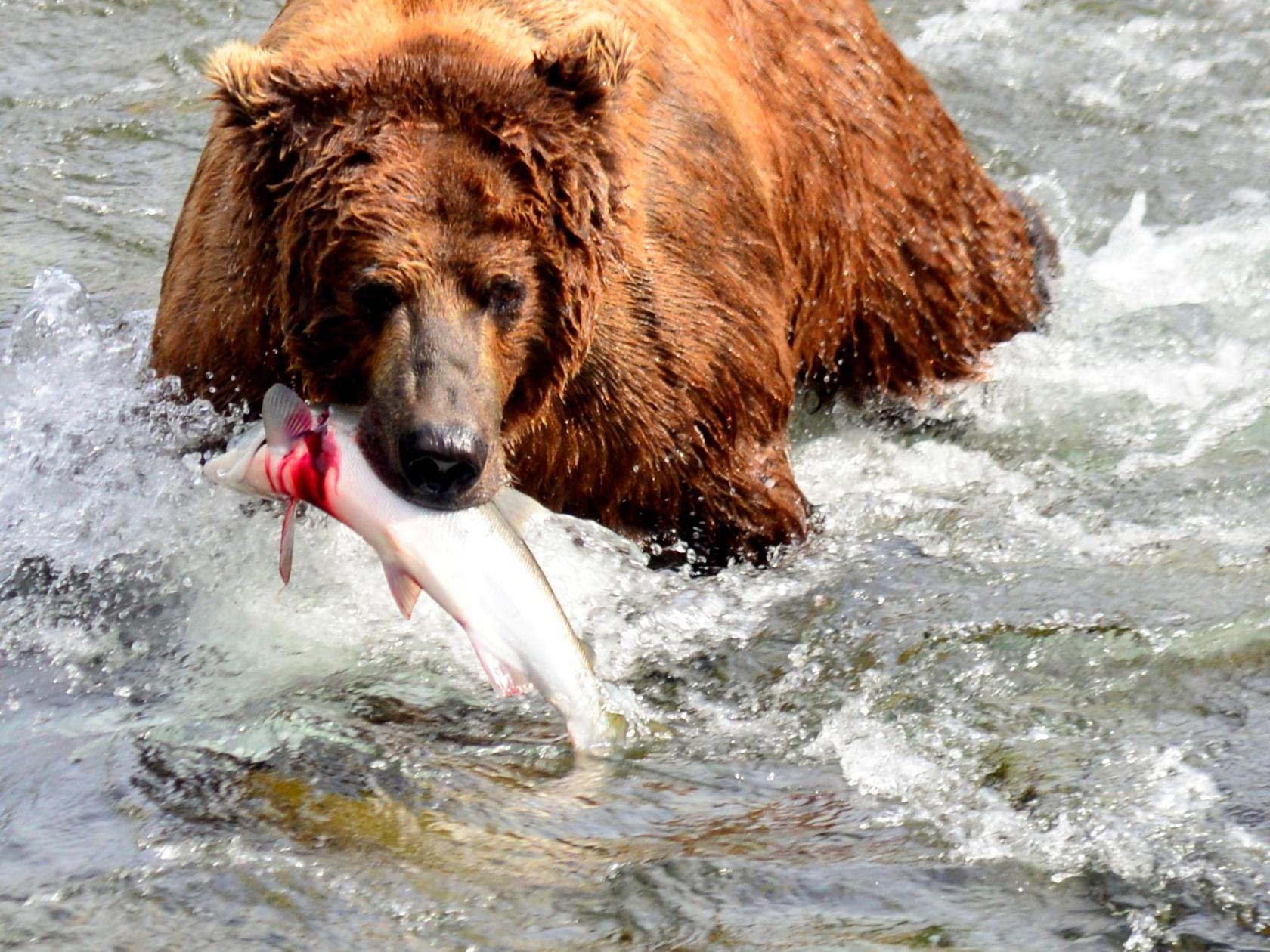 bear eating fish