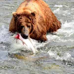 bear eating fish