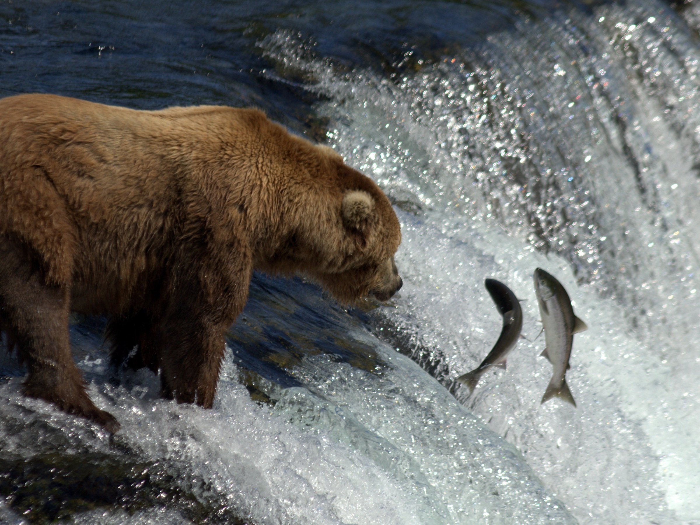 a polar bear playing in the water