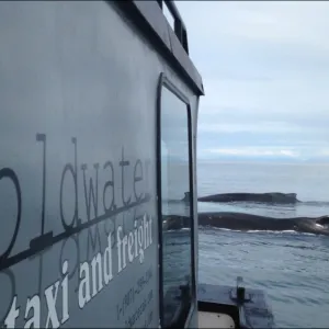 Coldwater Taxi boat with whales in front