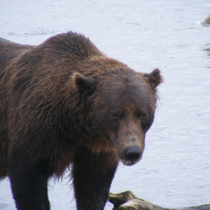 bear up close