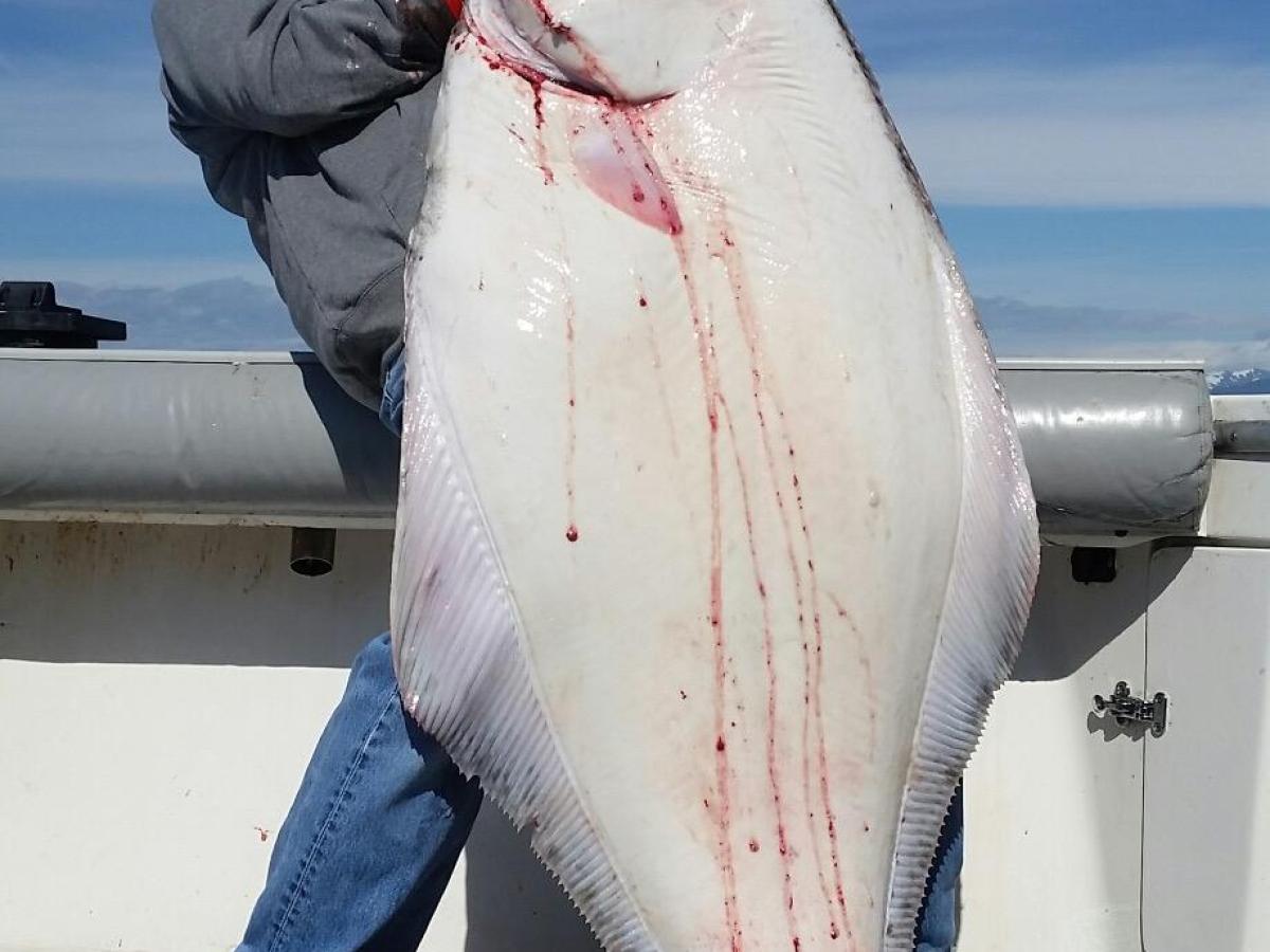 Man holding giant halibut