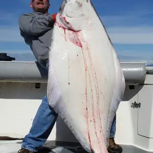 Man holding giant halibut