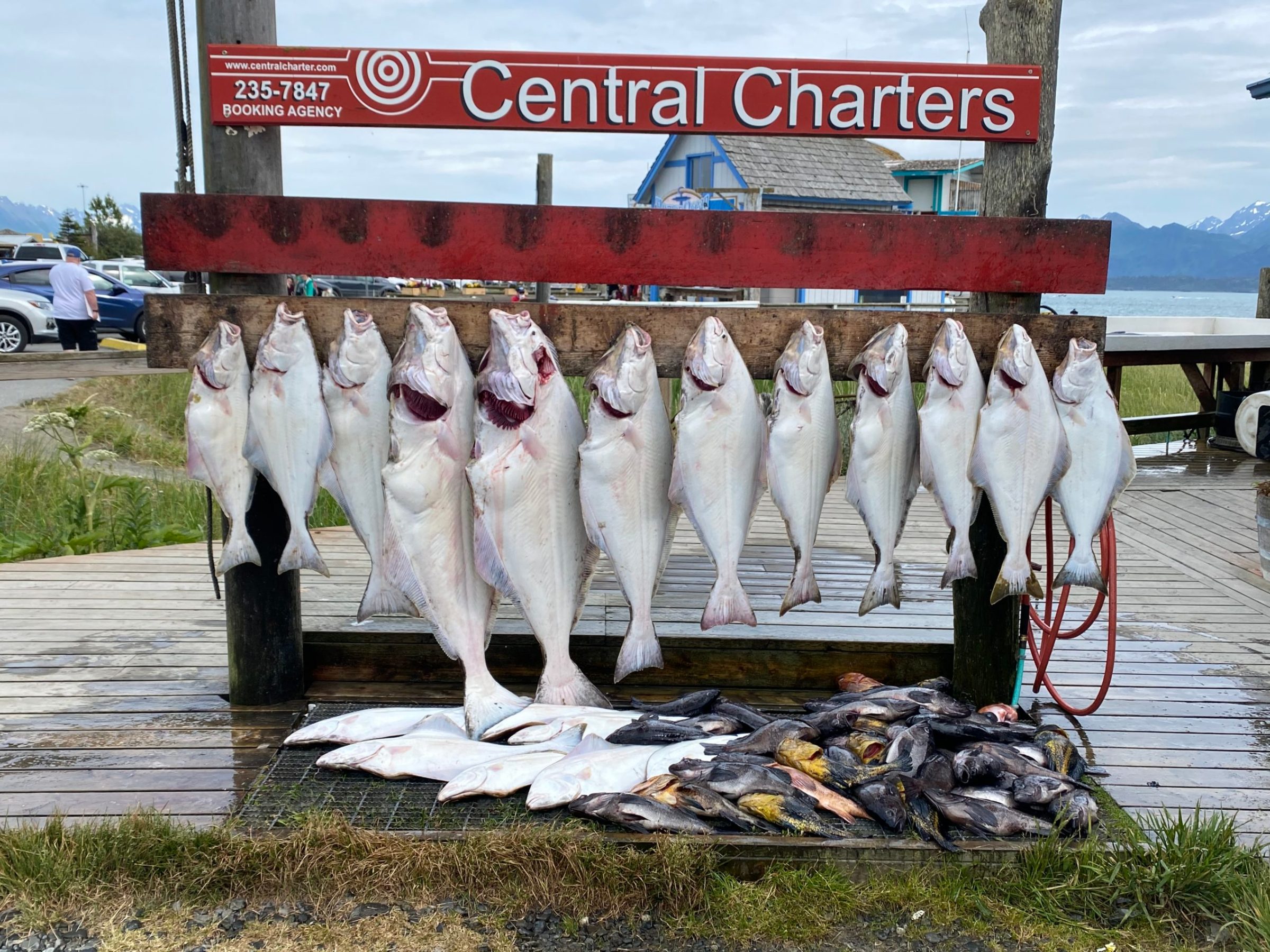 a group of fish in the water