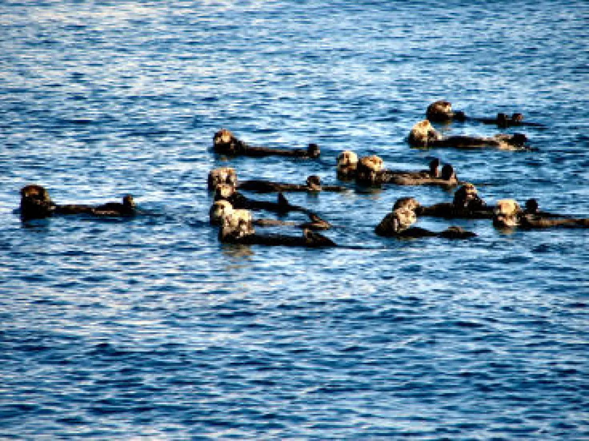 Otters in the water