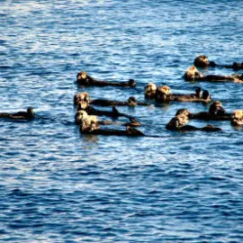 Otters in the water