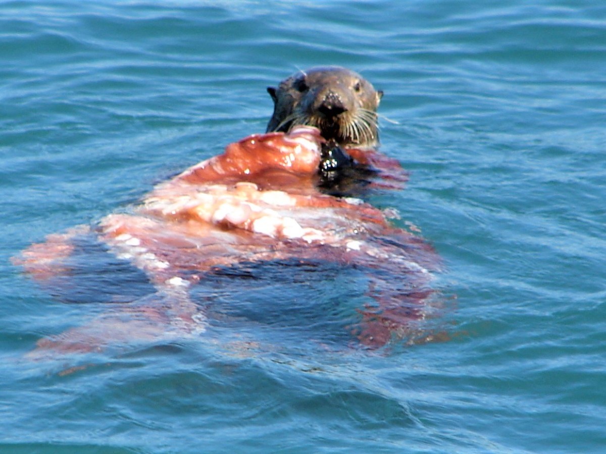 an animal swimming in the water