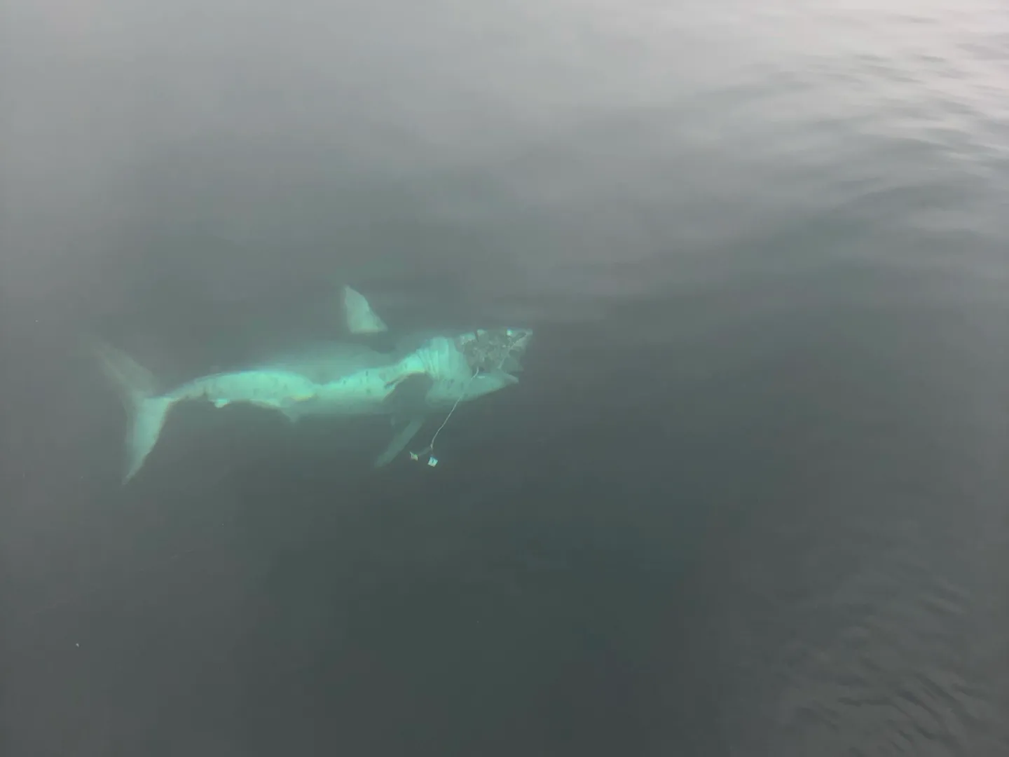 a fish swimming under water