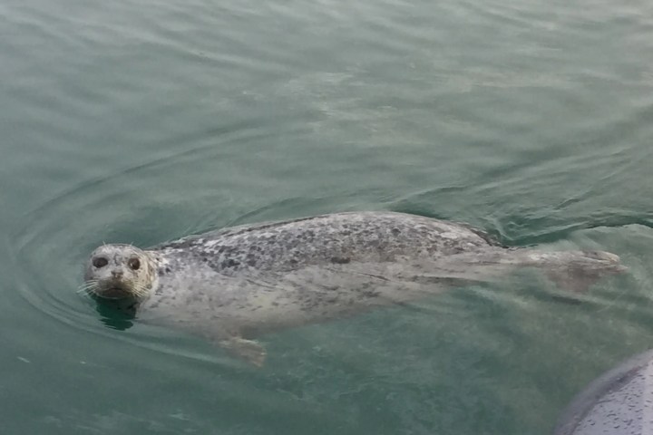 a dog swimming in the water