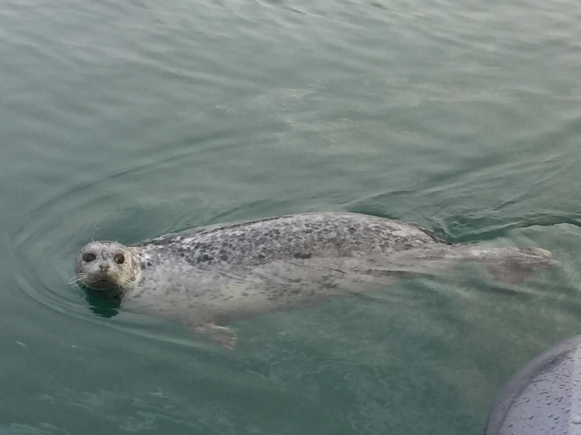 a dog swimming in the water